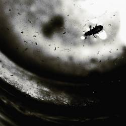 Fragment (FRA) : Nothing Will Ever Be the Same